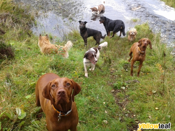 Forest Tails Dog Walking