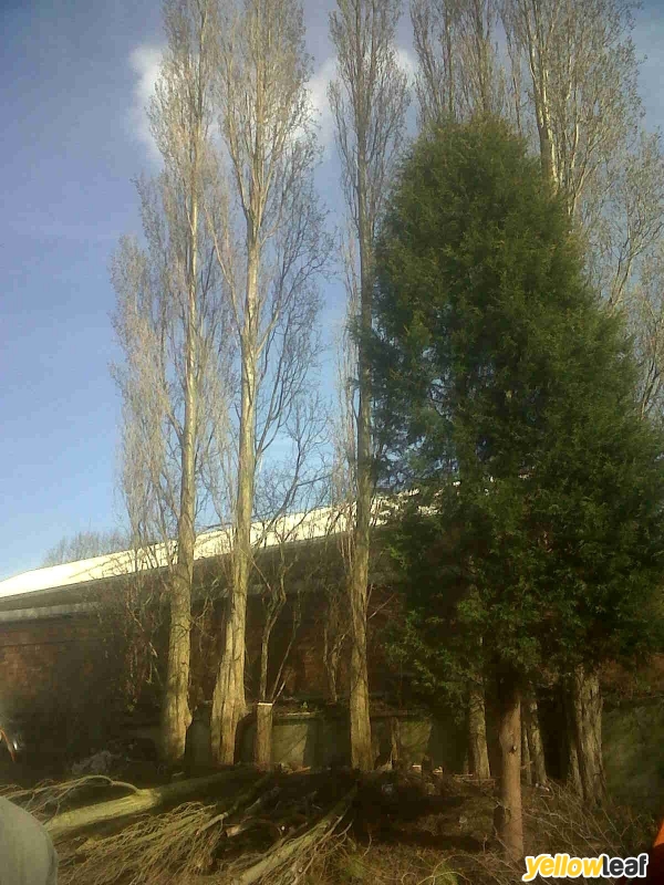 Tree Wise Tree & forestry contractors