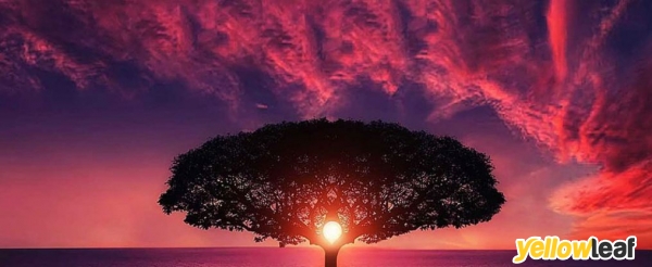 Love yoga tree
