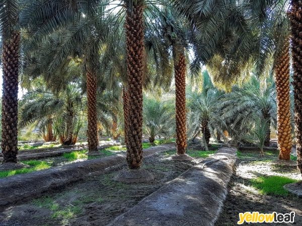 Ithmar Taiba Dates Company