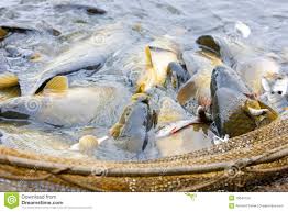Ocean Harvest - Fishing Merchant Cornwall