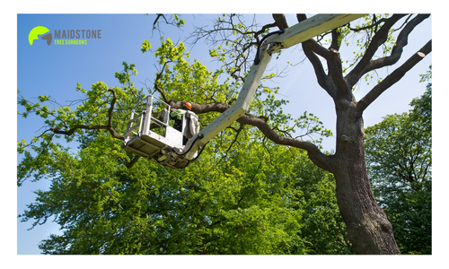 Maidstone Tree Surgeons Ltd - Tree Surgeon in Maidstone