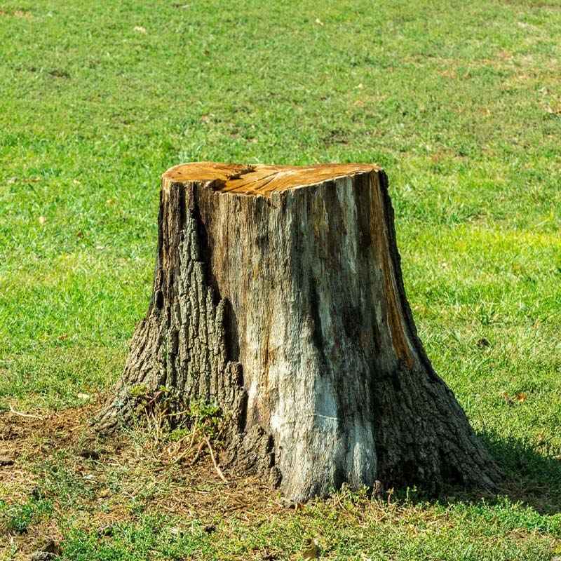 Wigan Tree Services
