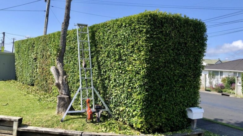 Green Gardening Services Bournemouth