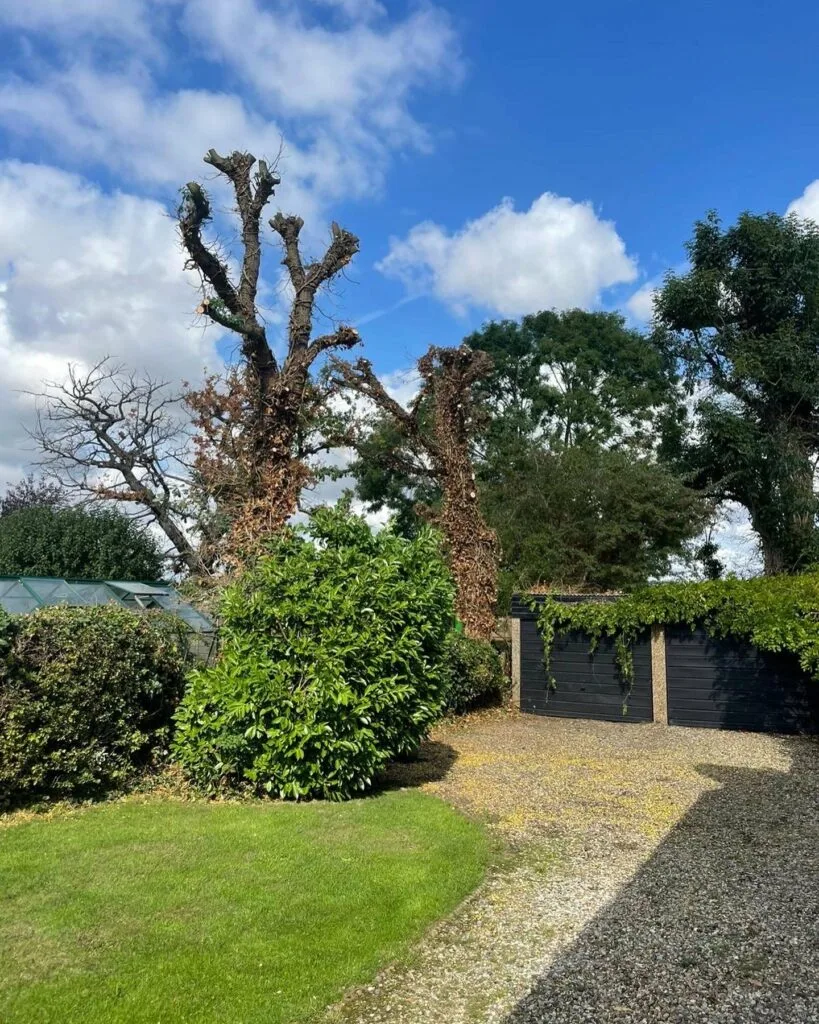 Chigwell Tree Services