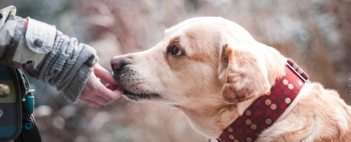 Starlight Barking Dog Rescue Trust
