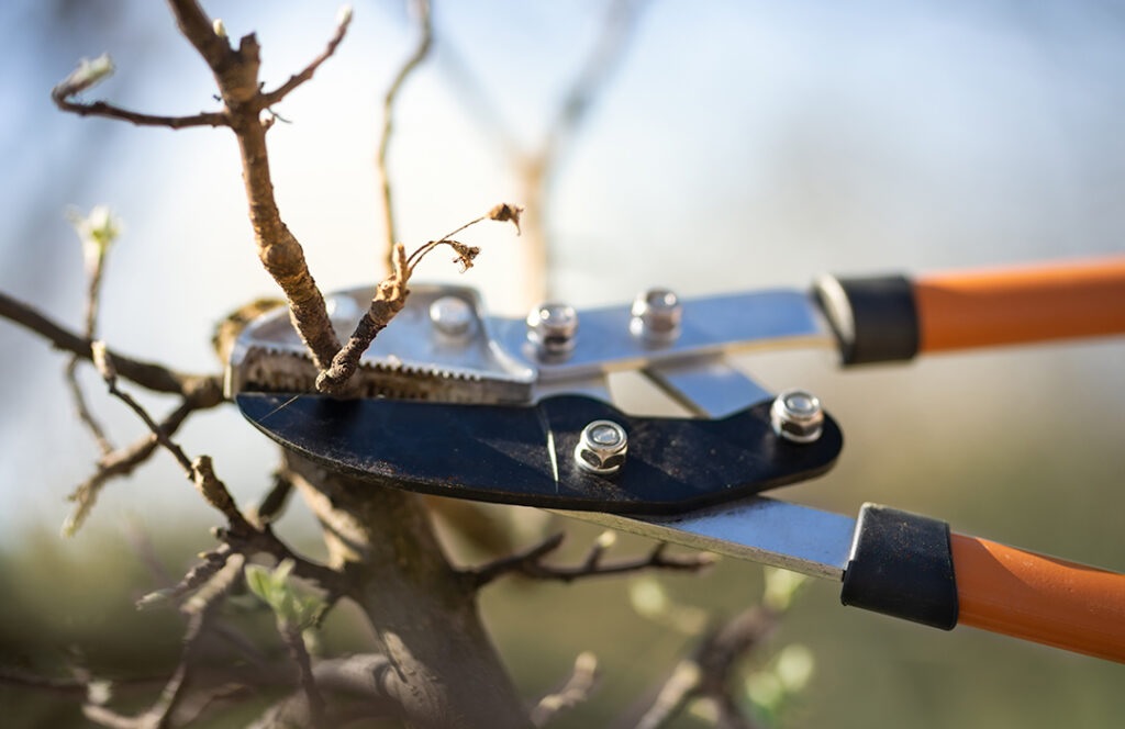 Collison Tree Care - Tree Surgeons Bedfordshire