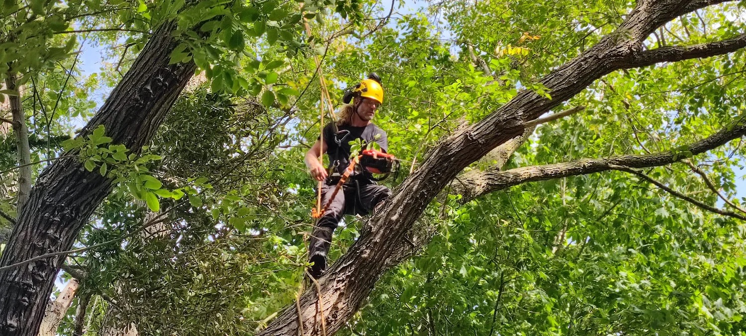 Chichester Tree Solutions