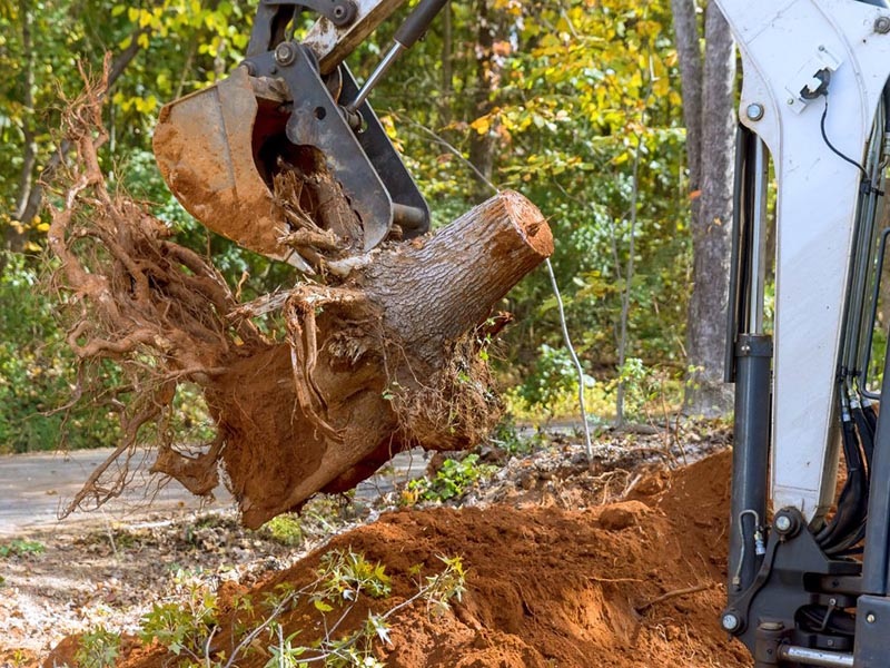 Tree Stump Removal London