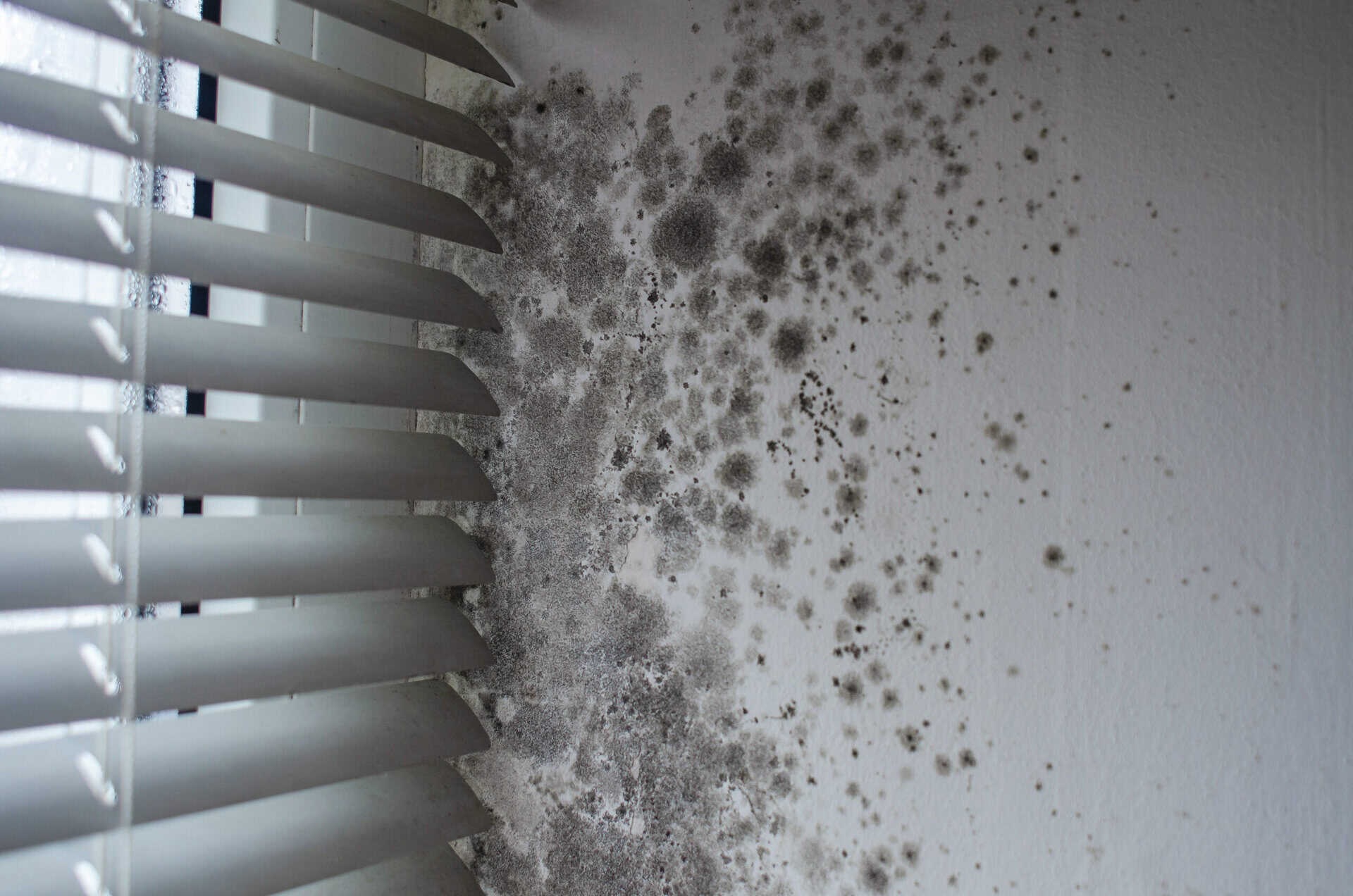Apollo Damp Proofing LTD
