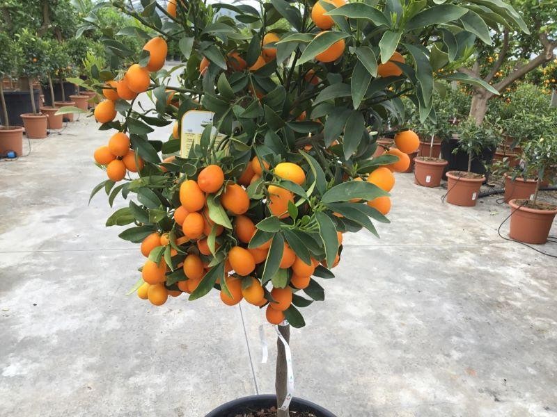 Garden Plants Online