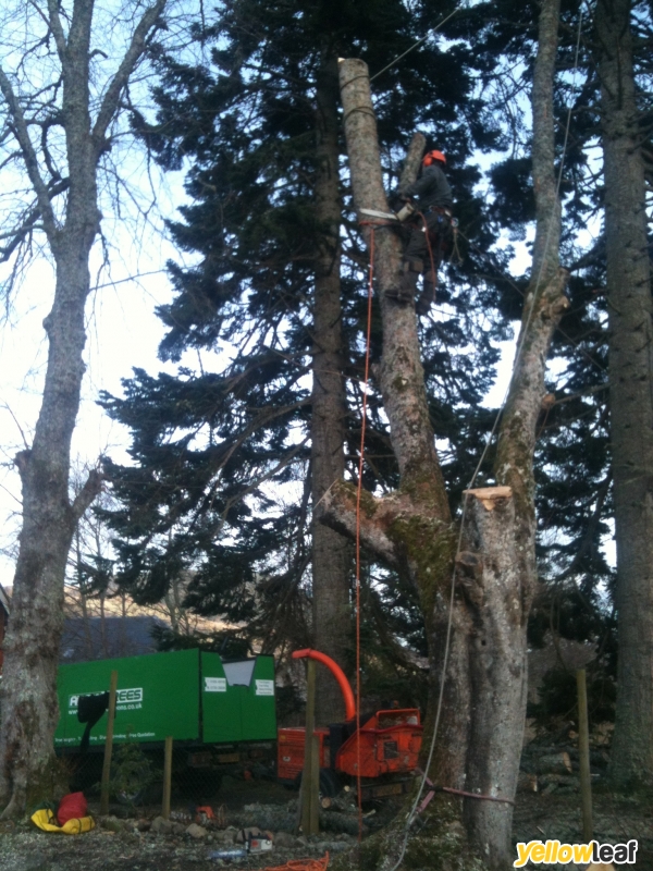 Apex Trees