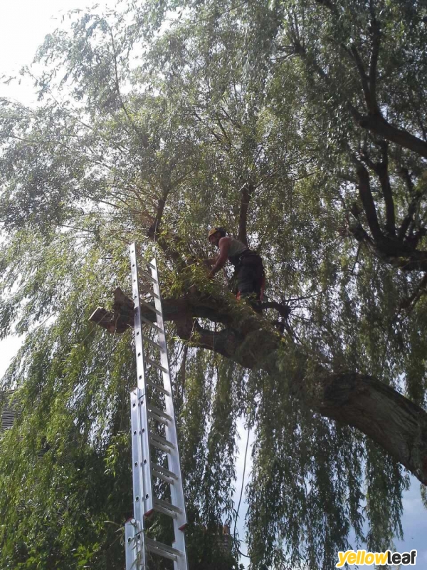 TSL Tree Surgery Leaders