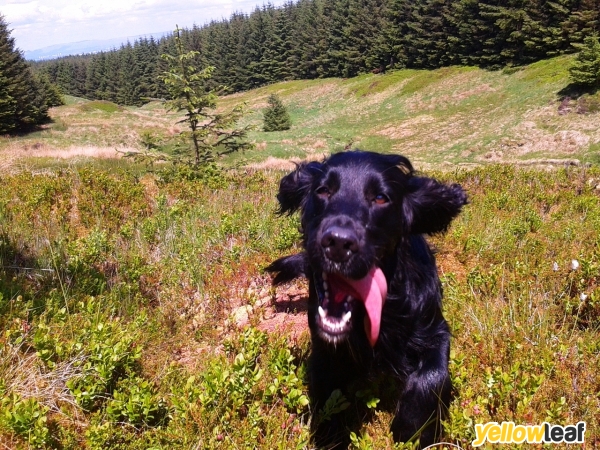 Forest Tails Dog Walking