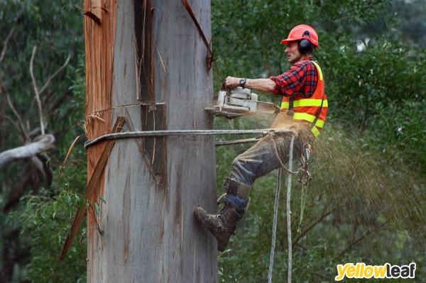 The Sussex Tree Company