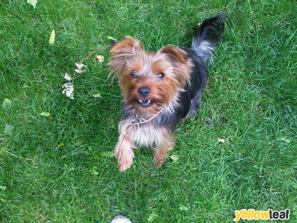 Fern Villa, small dog boarding