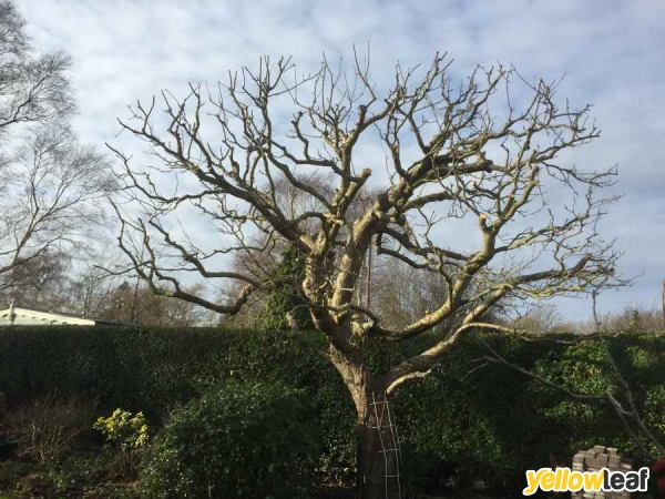Tree Surgeons South West London