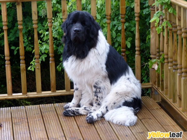 Welsh Country Gardens & Pet Supplies