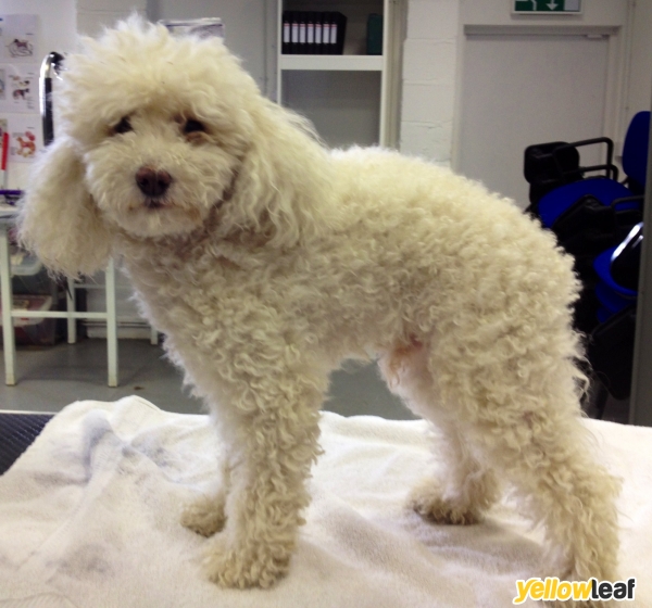 Pamper Ur Pup