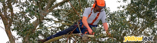 London Tree Specialist