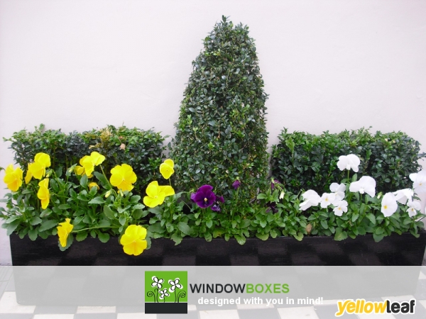 Window Boxes Company