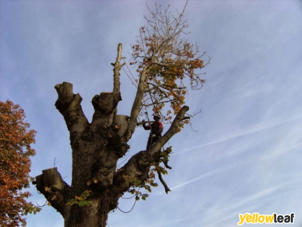 Tree Specific