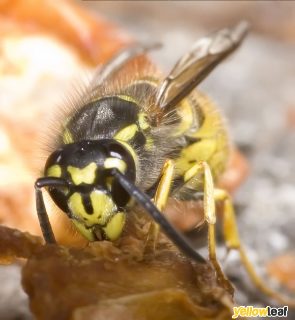 Wasp Nest Removal Croydon