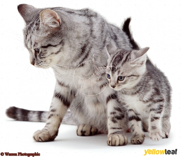 Hinckley Pets In Home