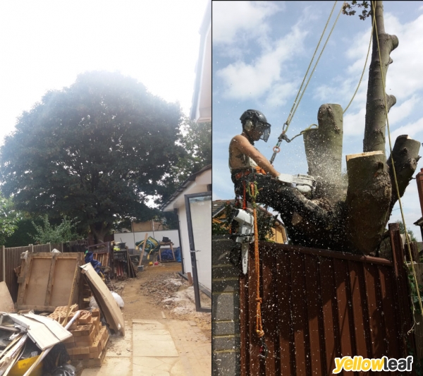 Northampton Treework