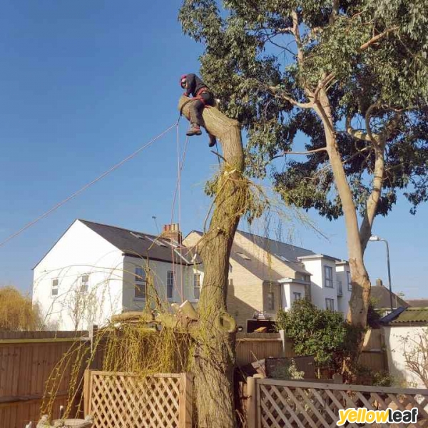 Surrey Tree Services