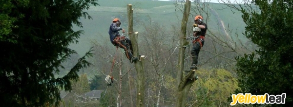 ATC Tree Surgeons