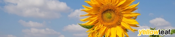 Hypnotherapy Success