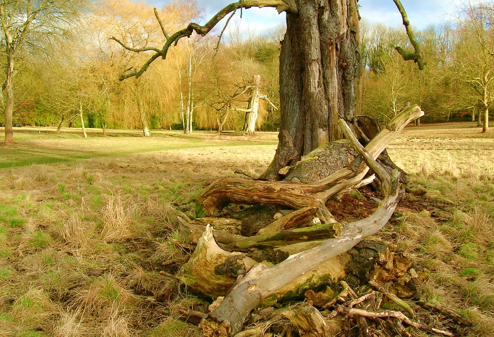 Technical Arboriculture