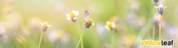 Butterflies Holistic Therapy and Training School