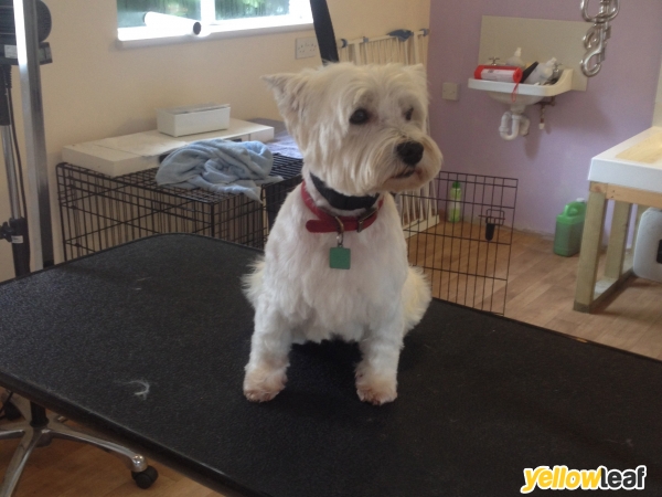 Heatherdown Dog Grooming Salon