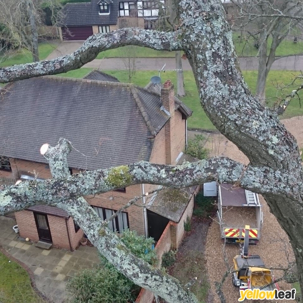 Tudor Rose Tree Care