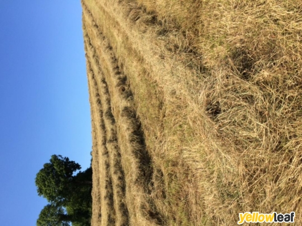 Meadow View