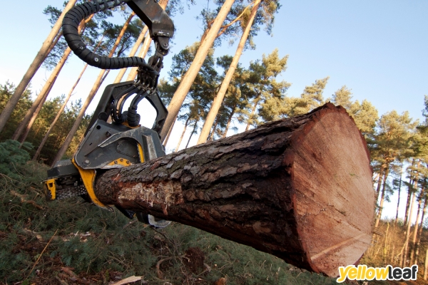 Fox Tree Services