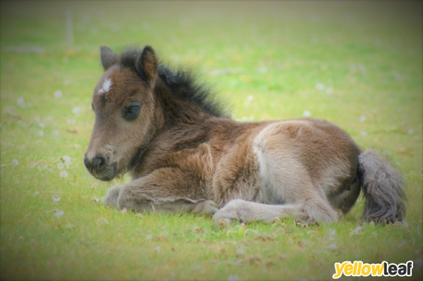 Sandbeck Stud