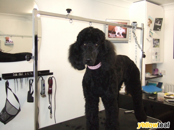 Pedigree Cuts Dog Grooming