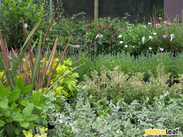 Brooklands Plant Nursery