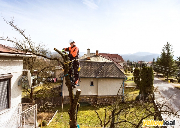 Green Tree Surgeon Bedford