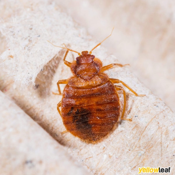 Pest Gone Environmental