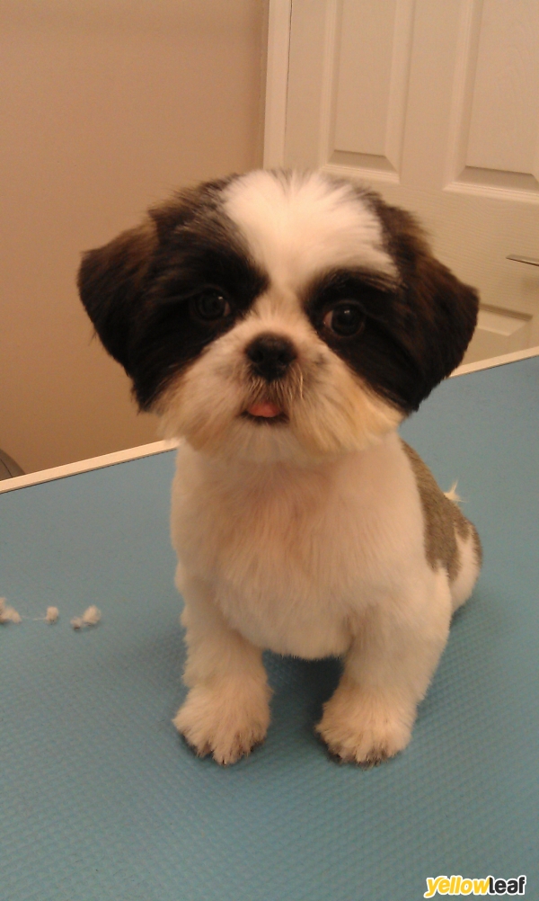 Laundro-mutt Dog Grooming