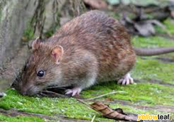 Colin Coley Pest Control & Wildlife Management