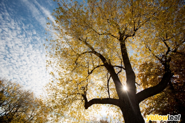 Tree Thyme - Tree Surgeons
