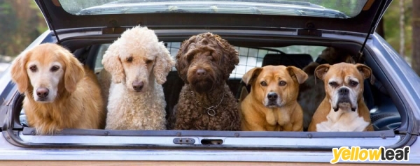 Davids pet services