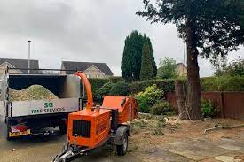 SG Tree Services
