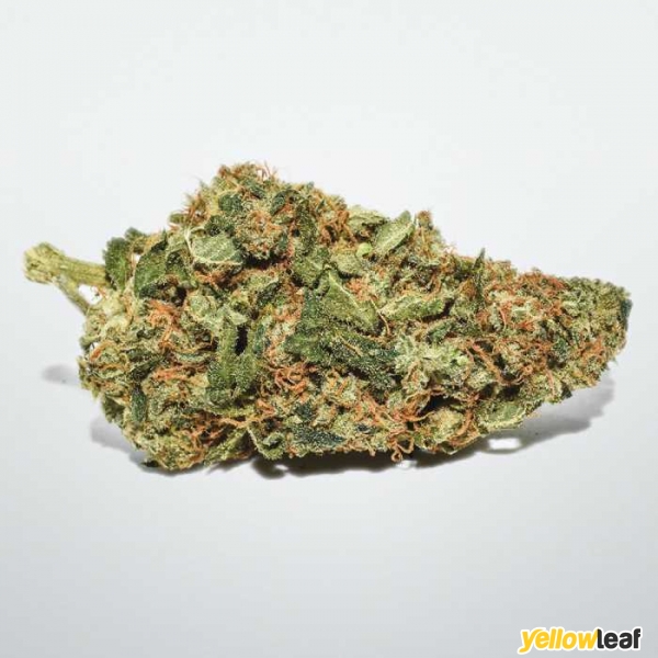 Medical Marijuana Bud Shop