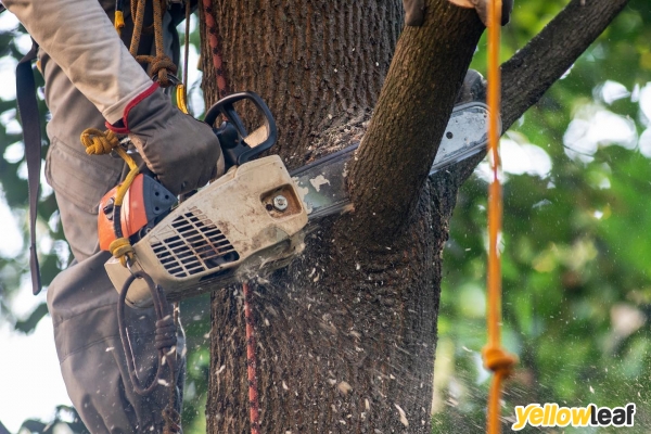 Utopia Tree Care